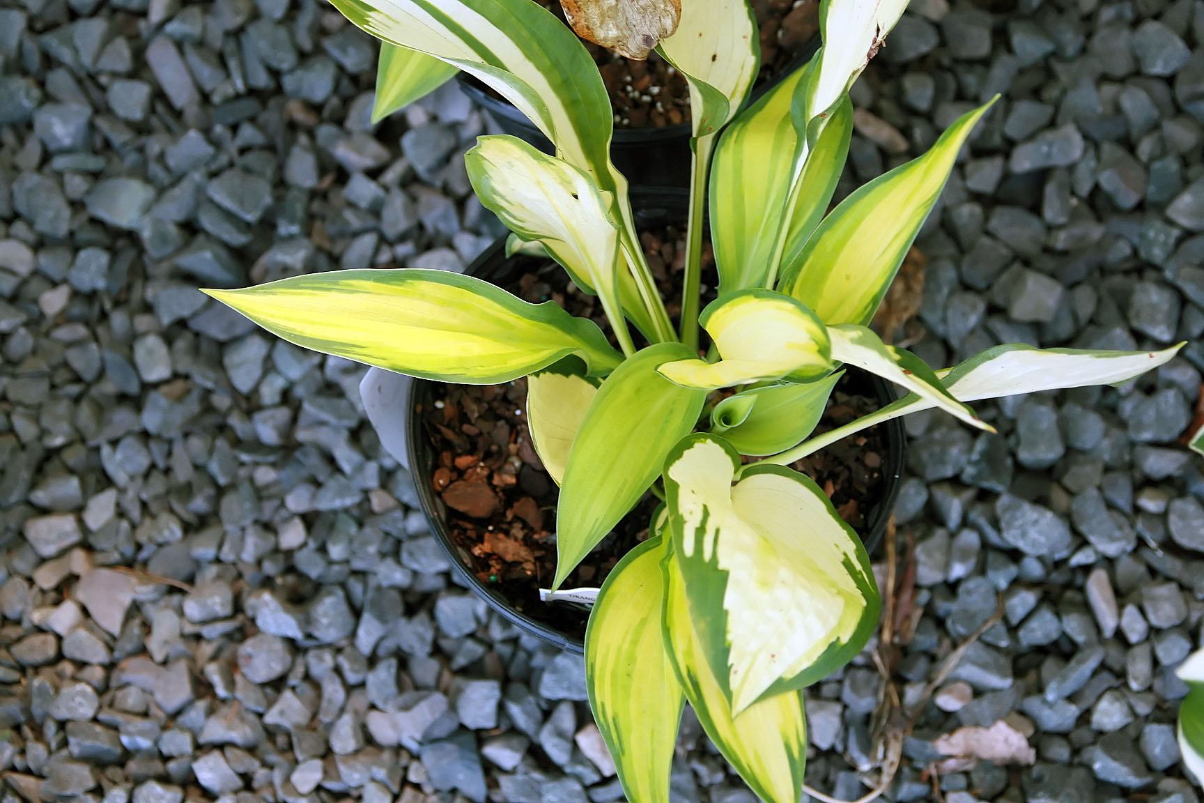 Photograph of Hosta 'Orange Marmalade'