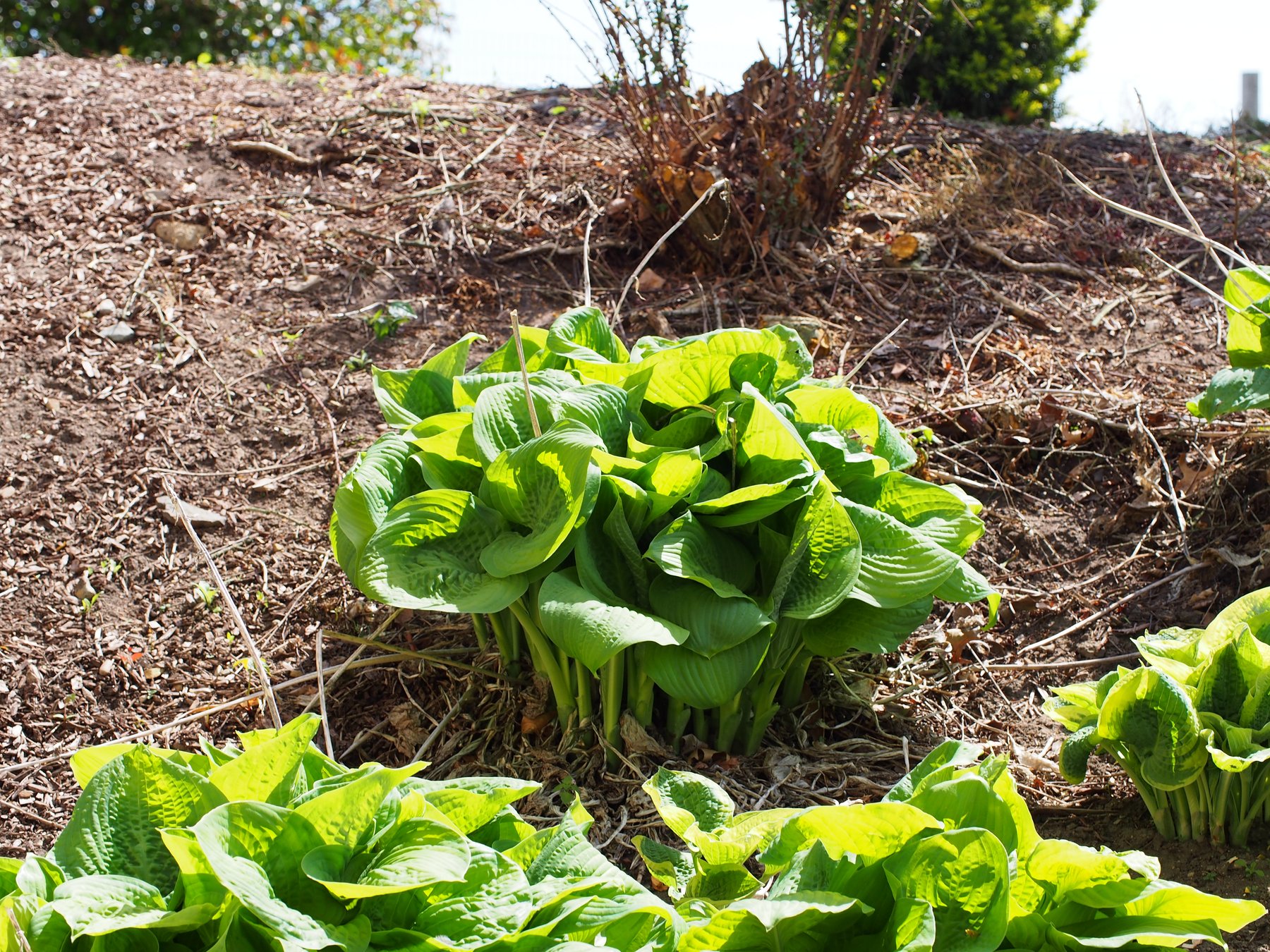 Photograph of Hosta 'Pale Gold'