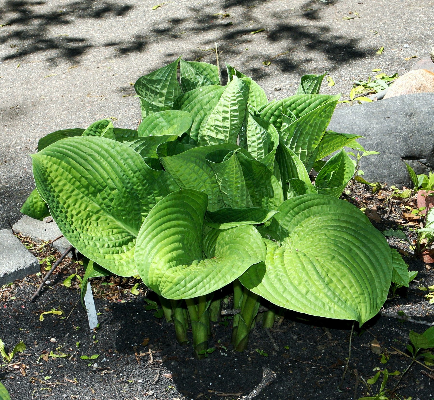 Photograph of Hosta 'Paradigm'