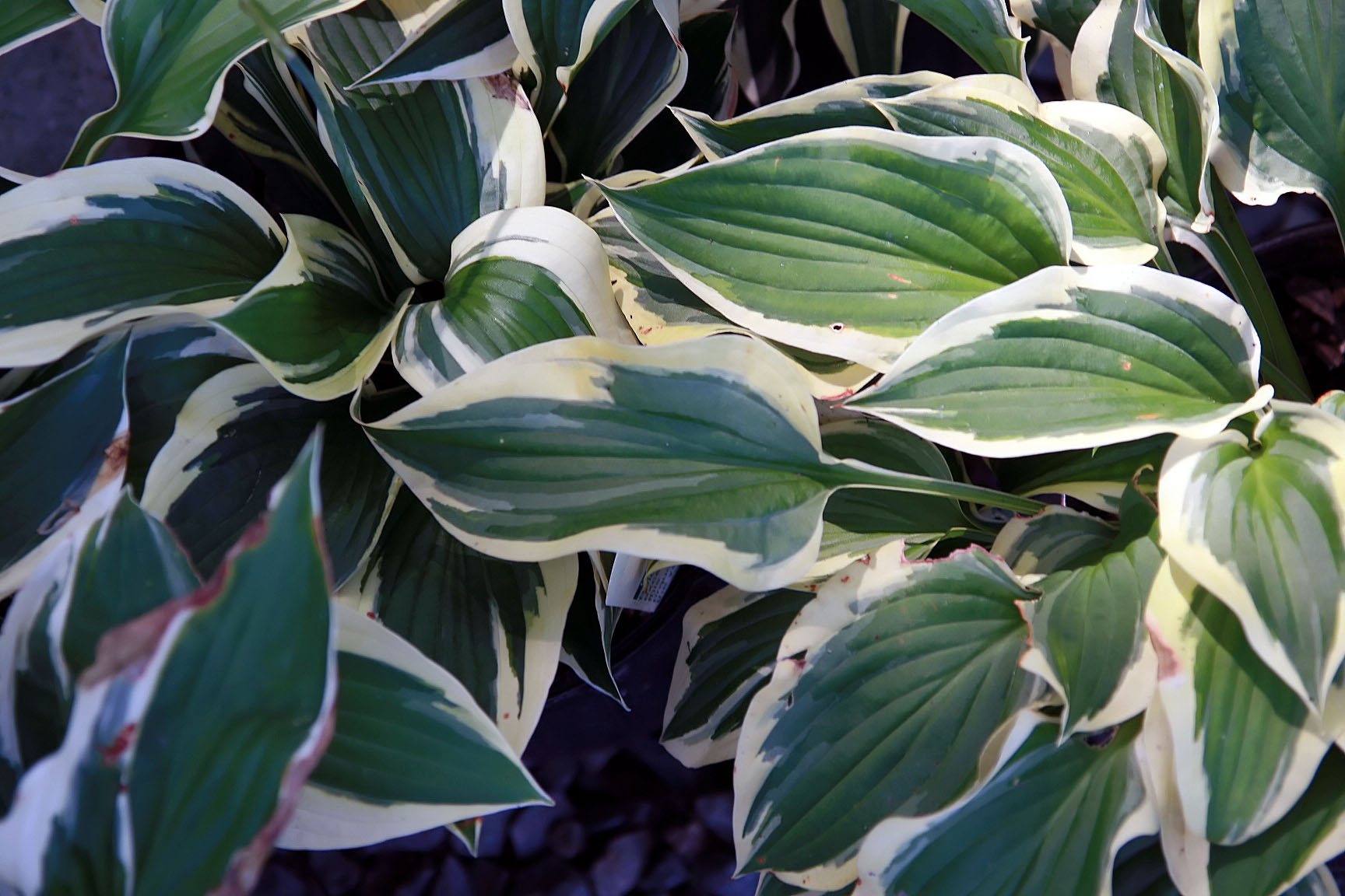 Photograph of Hosta 'Patriot'