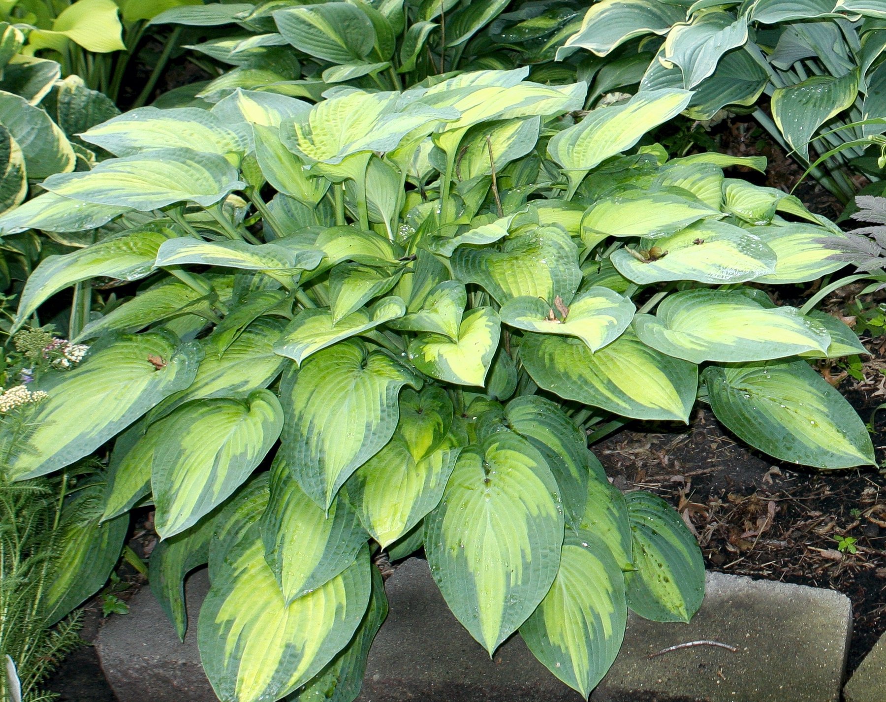 Photograph of Hosta 'Paul's Glory'