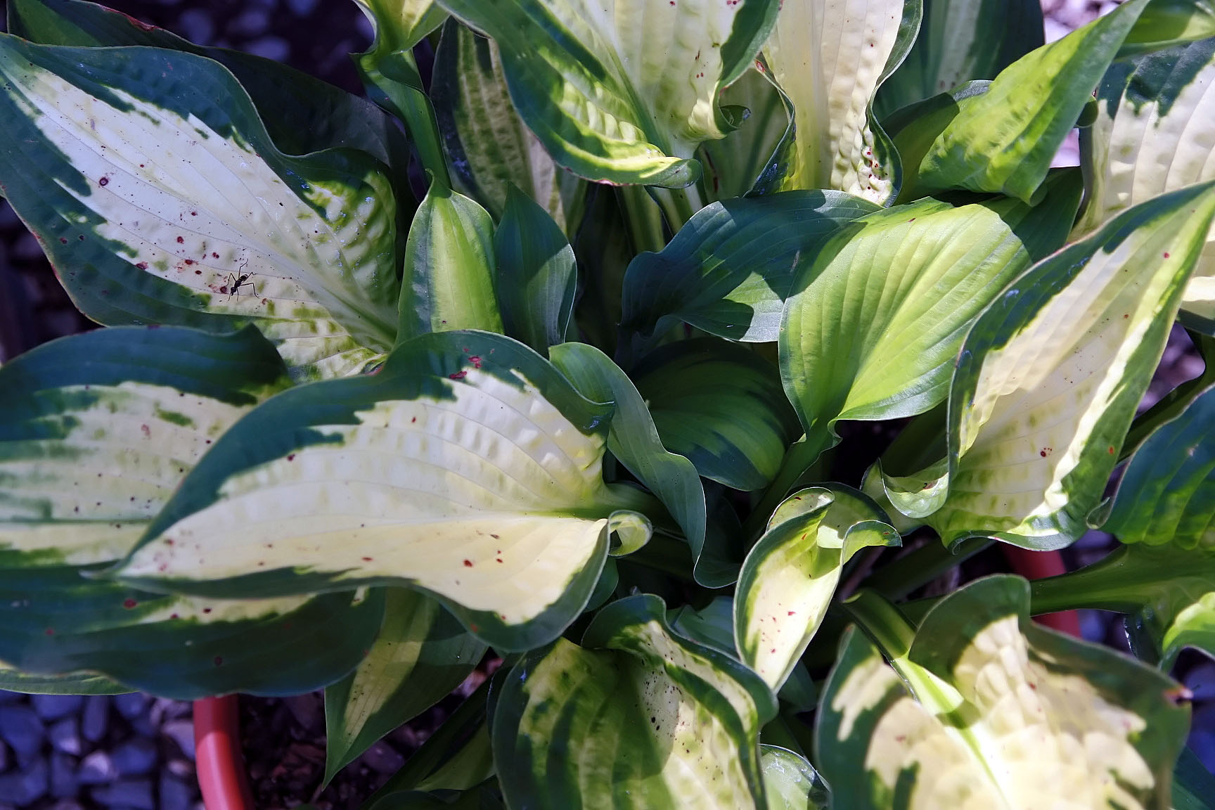 Photograph of Hosta 'Paul's Glory'