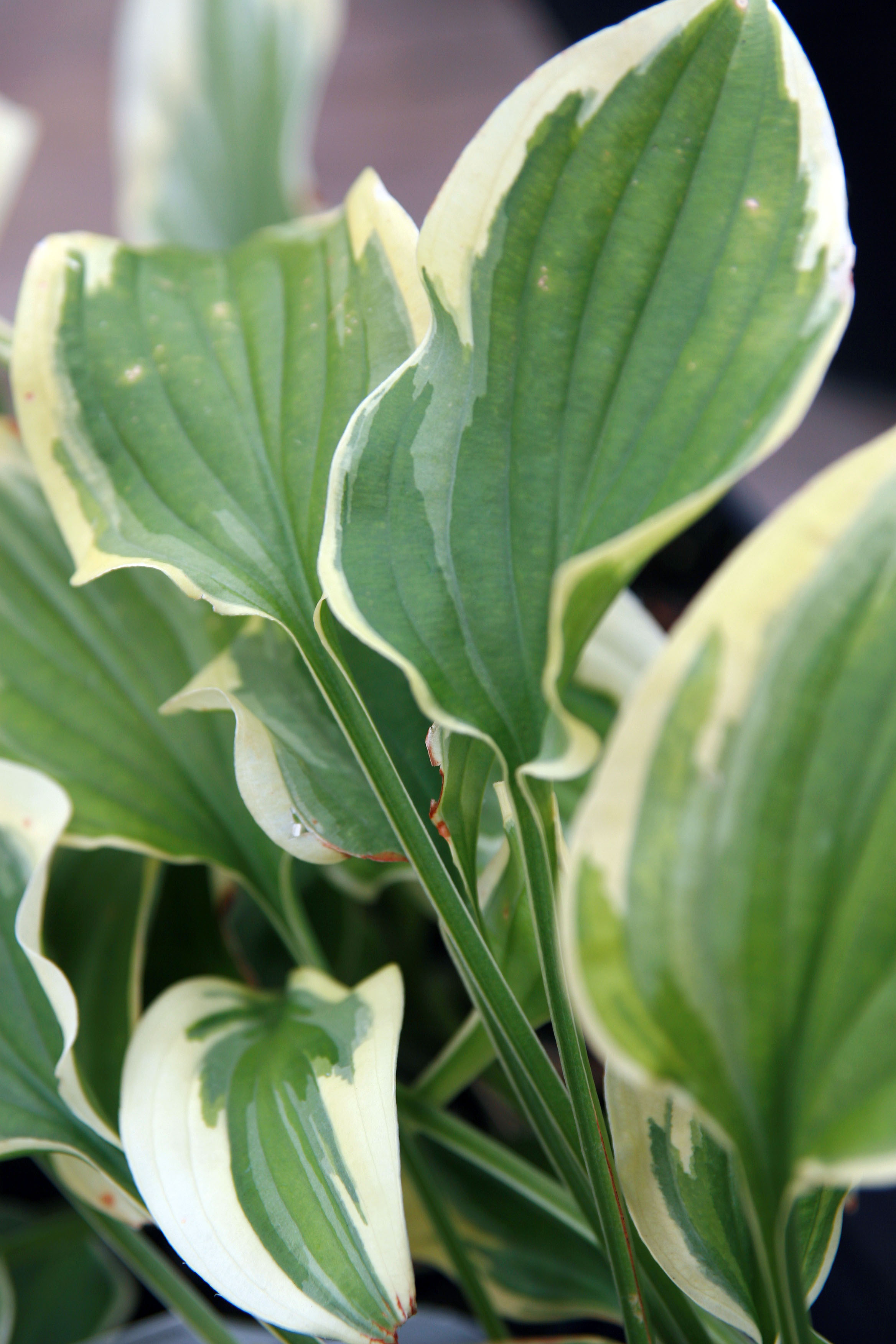 Photograph of Hosta 'Pilgrim'