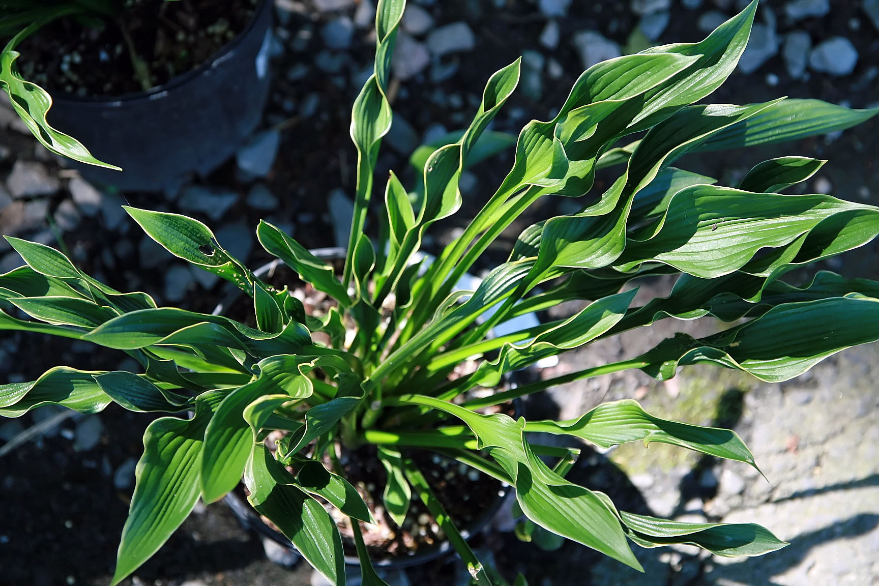 Photograph of Hosta 'Praying Hands'