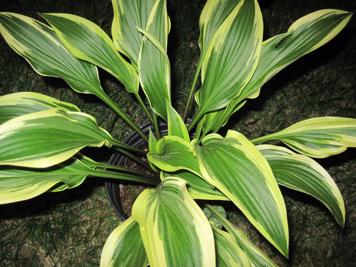 Photograph of Hosta 'Proud Sentry'