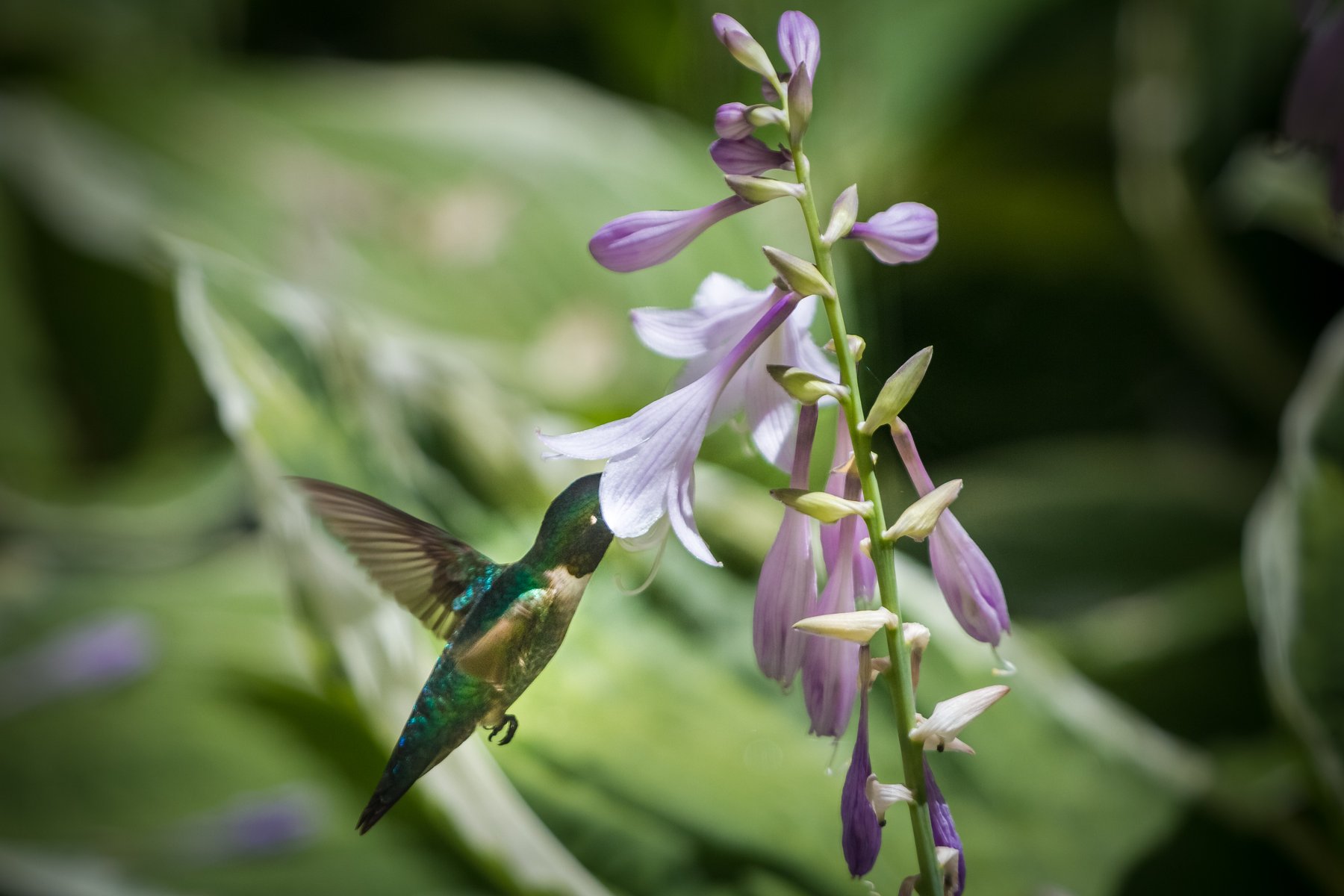 Hosta 'Queue'