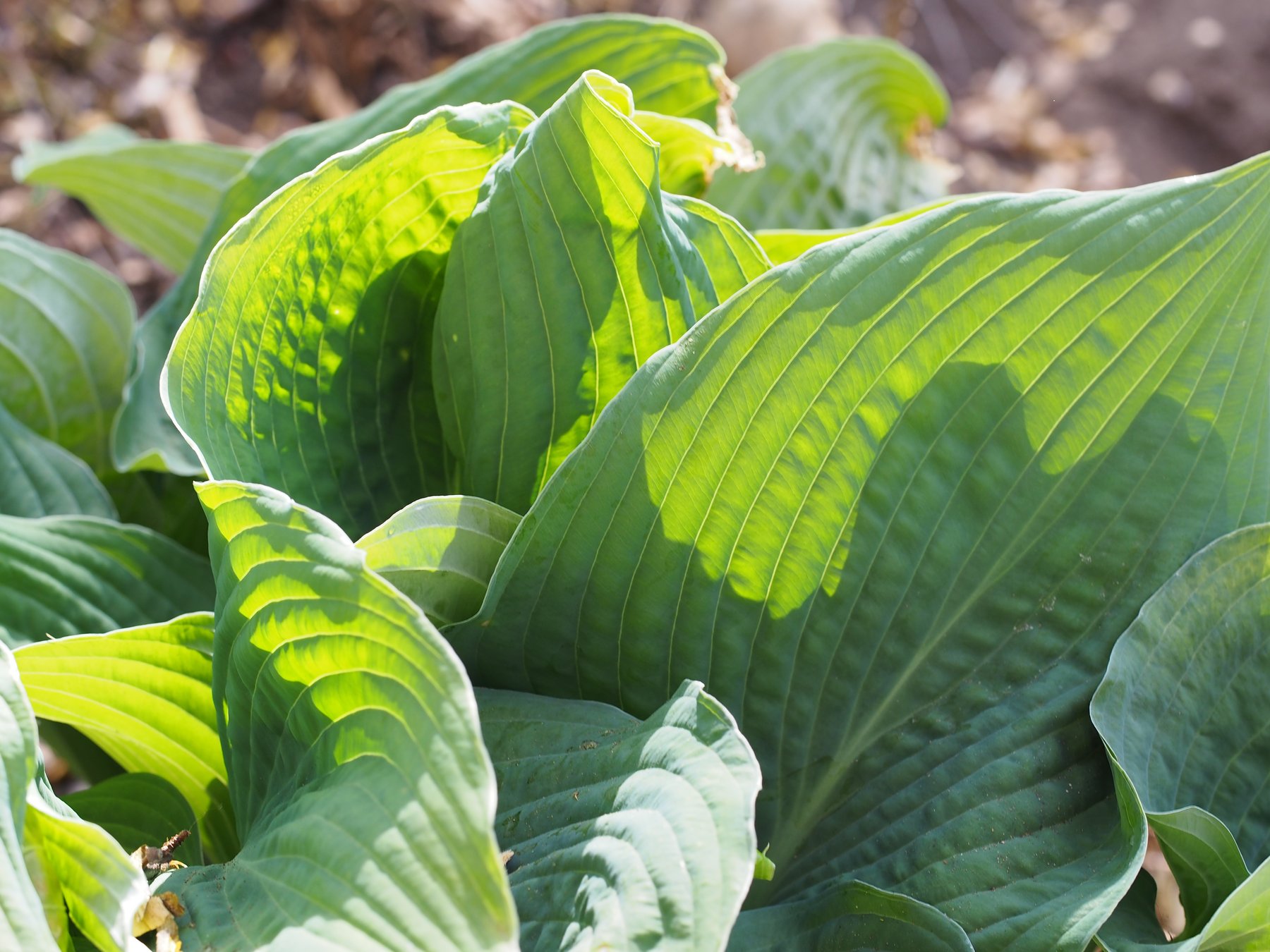 Photograph of Hosta 'Quilted Cup'