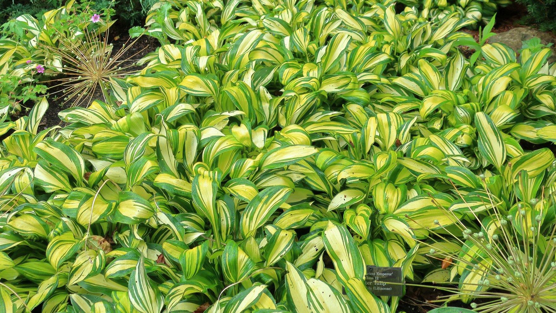Photograph of Hosta 'Rainbow's End'