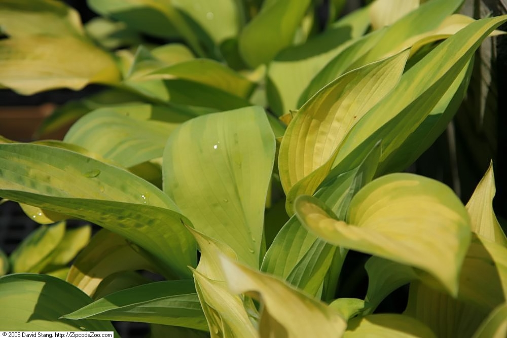 Photograph of Hosta 'Rascal'
