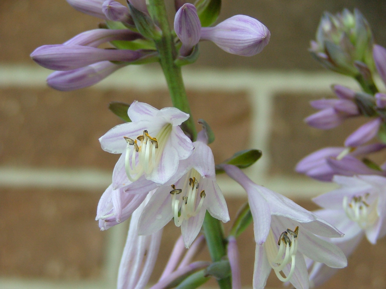 Hosta 'Becca'