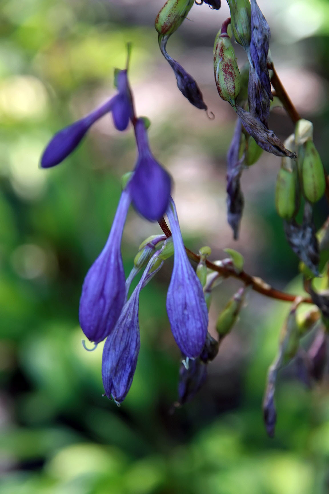 Photograph of Hosta 'Red Hot Flash'