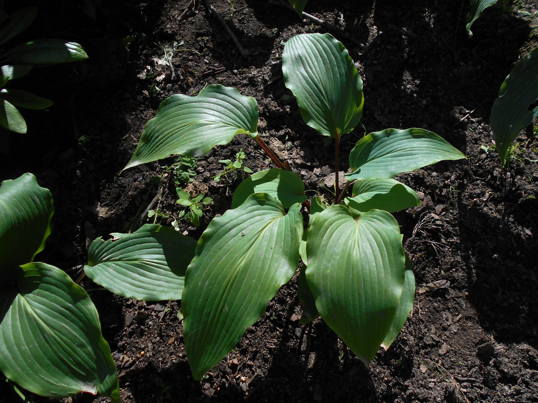Photograph of Hosta 'Red October'