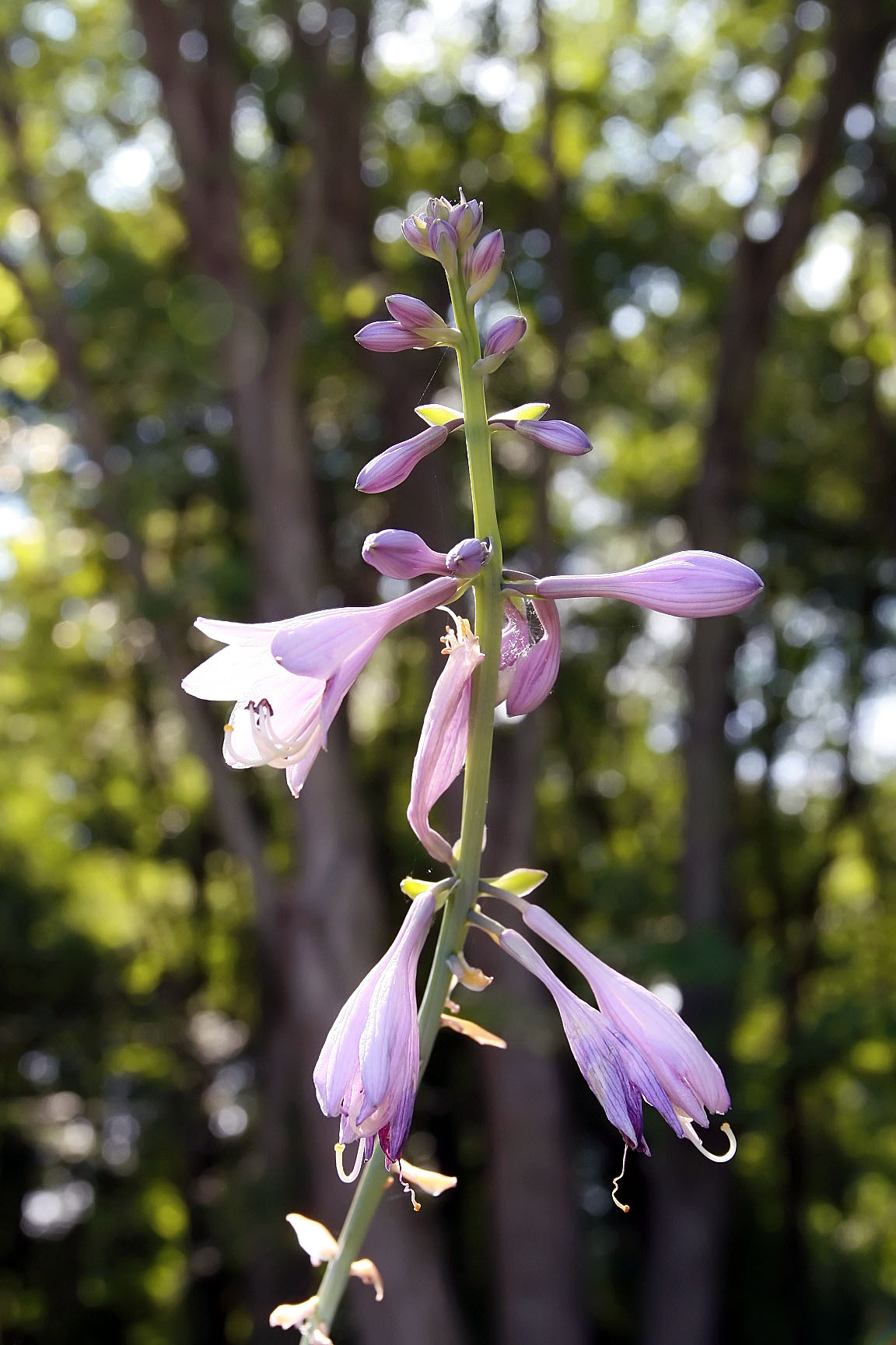 Photograph of Hosta 'Regal Splendor'