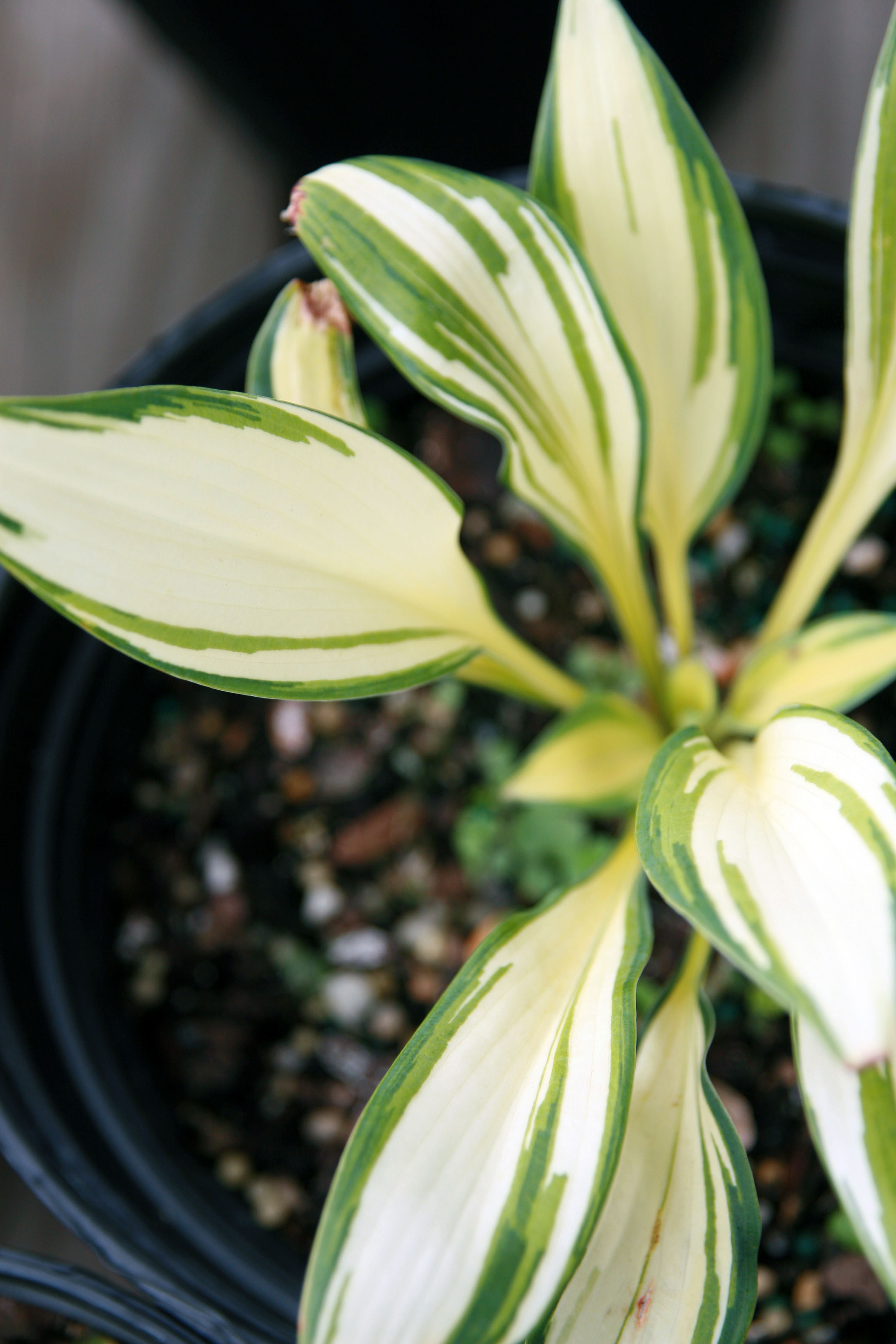 Photograph of Hosta 'Remember Me'