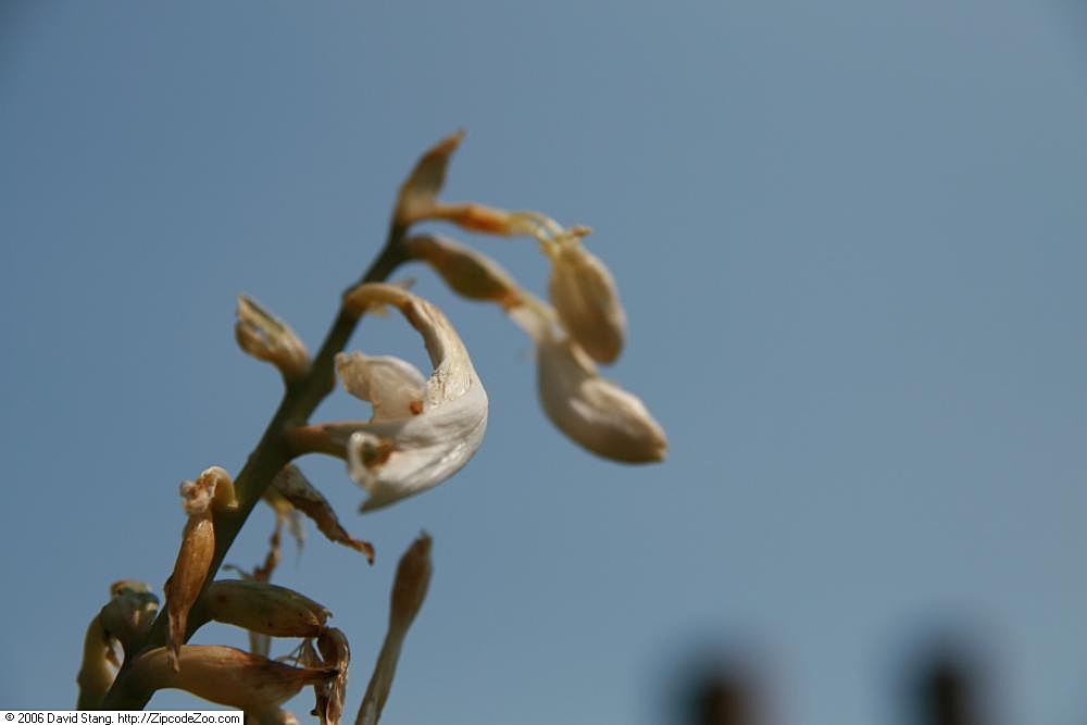 Photograph of Hosta 'Robin Hood'