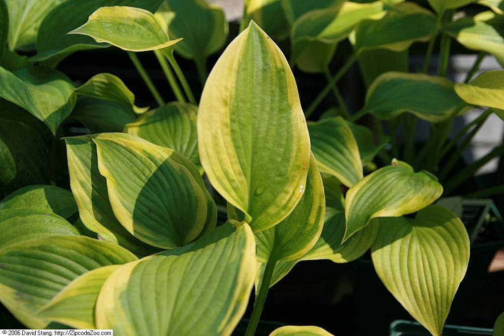 Photograph of Hosta 'Royal Flush'