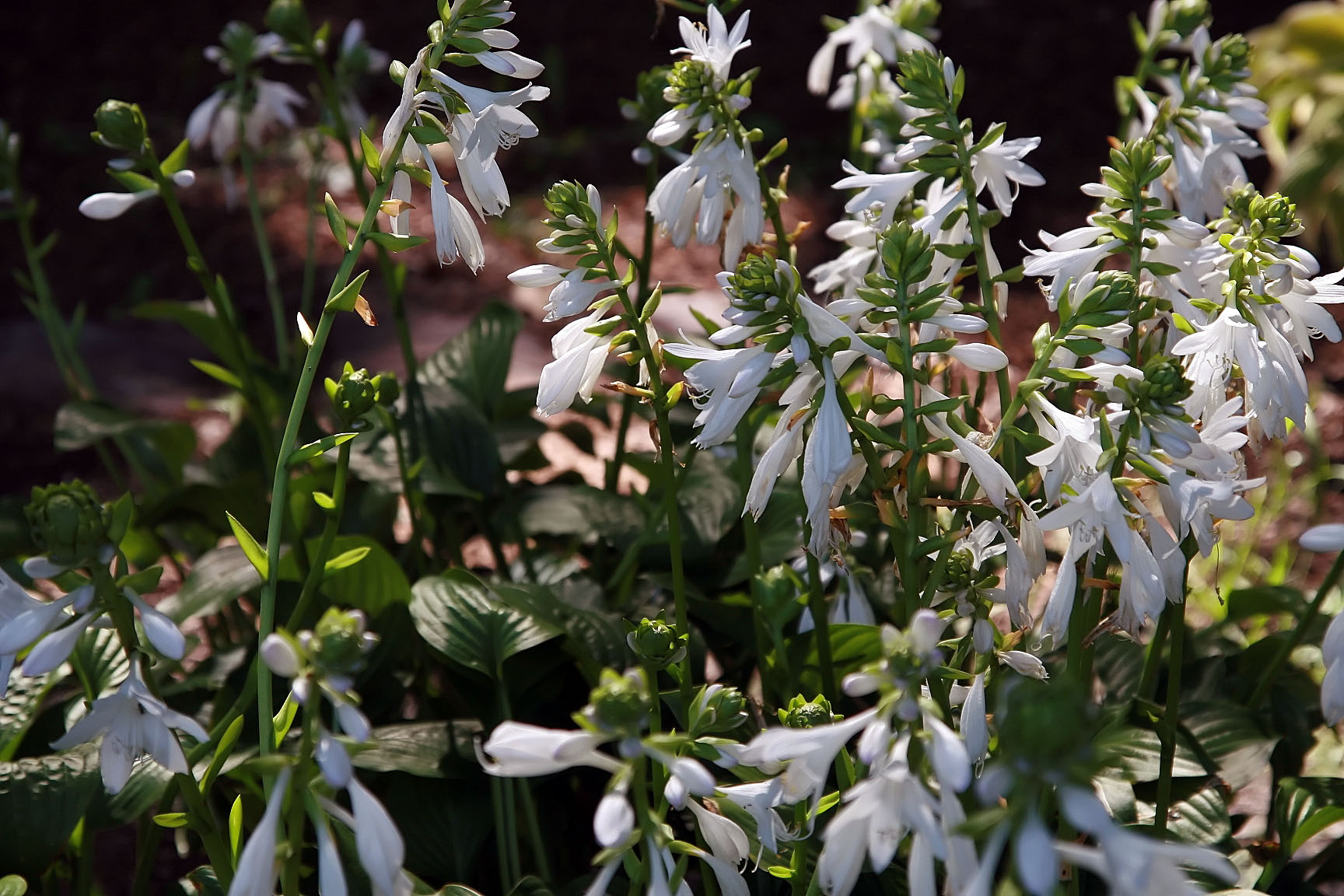 Photograph of Hosta 'Royal Standard'