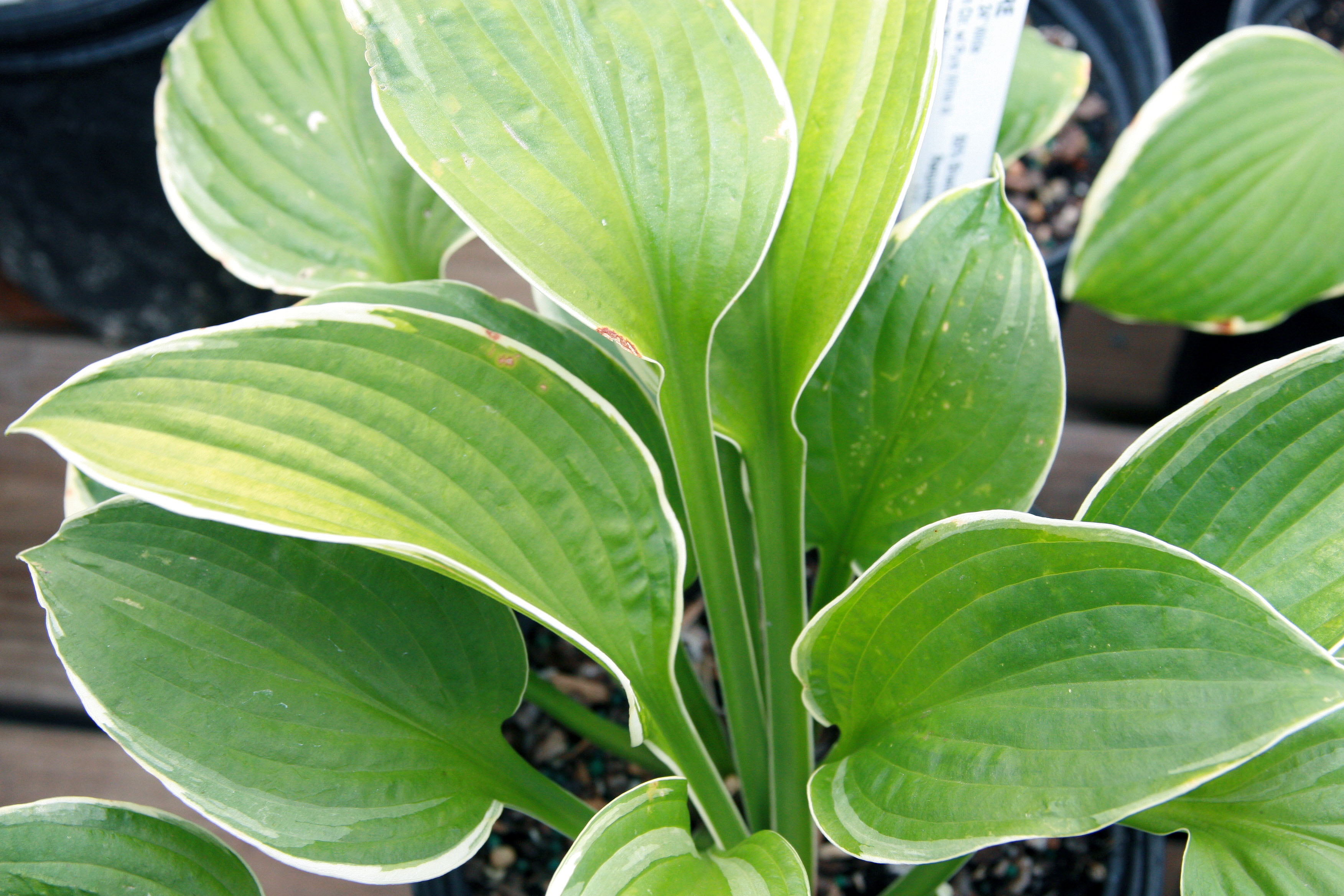Photograph of Hosta 'Saint Elmo's Fire'