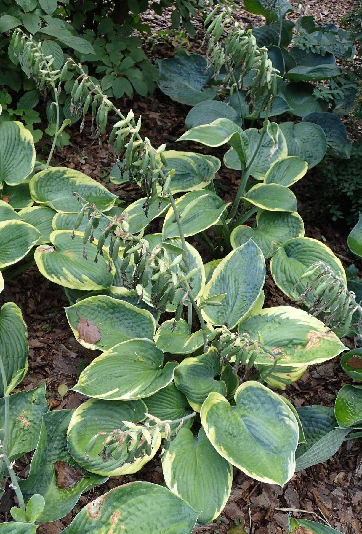 Photograph of Hosta 'Samurai'