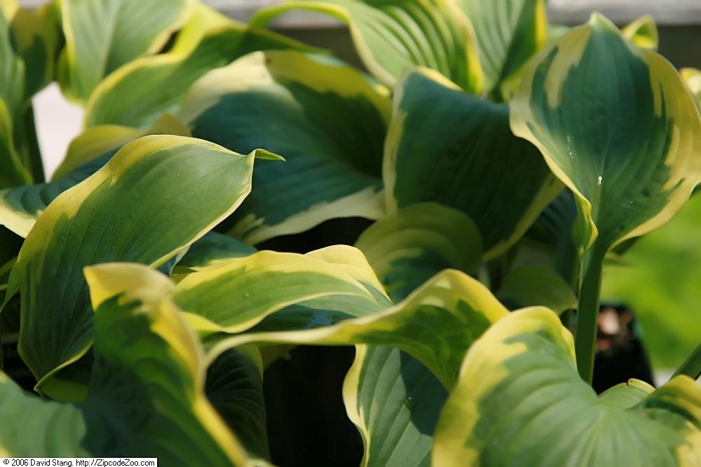 Hosta 'Satisfaction'