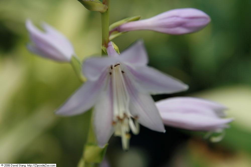Photograph of Hosta 'Sea Thunder'