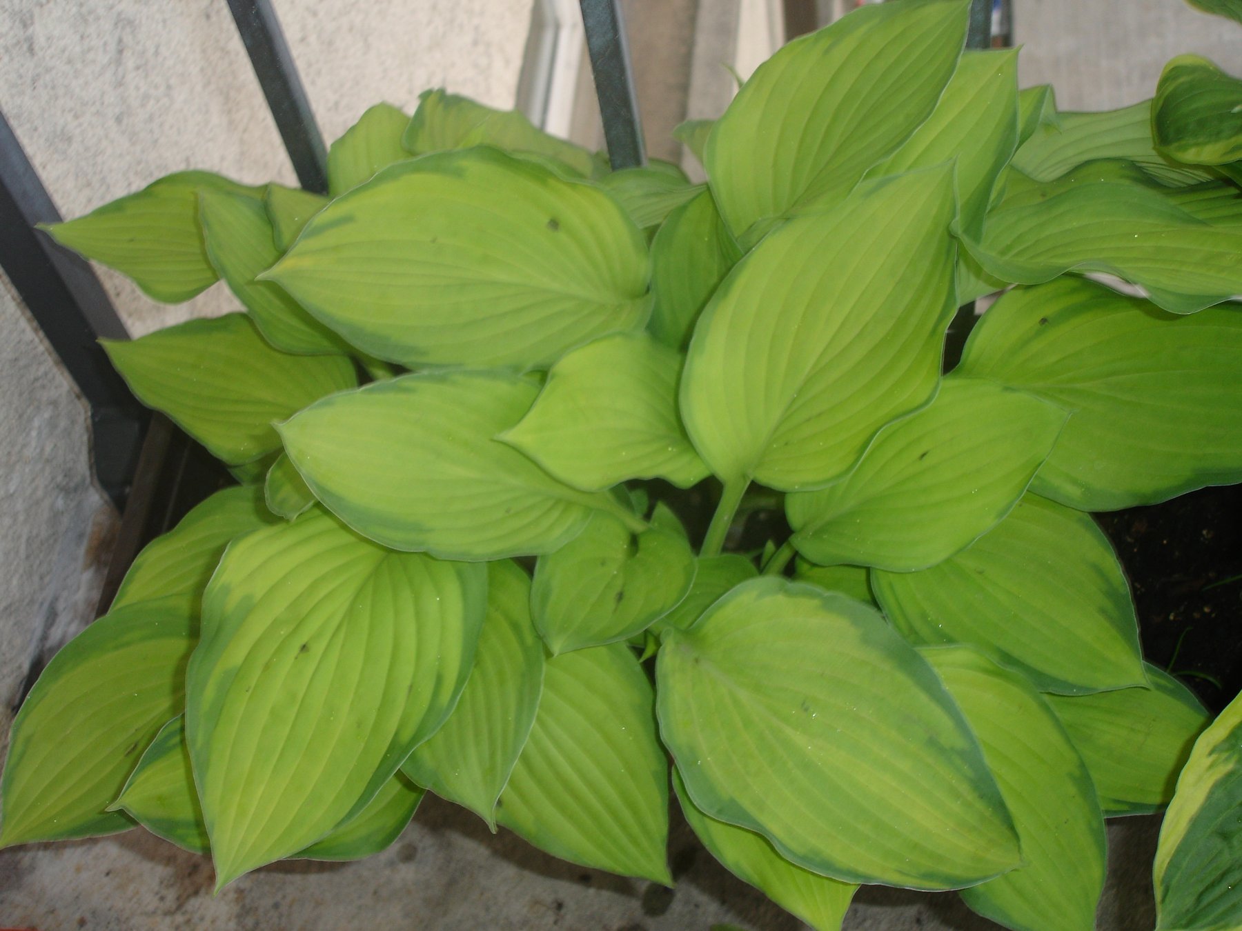 Hosta 'Spring Back'