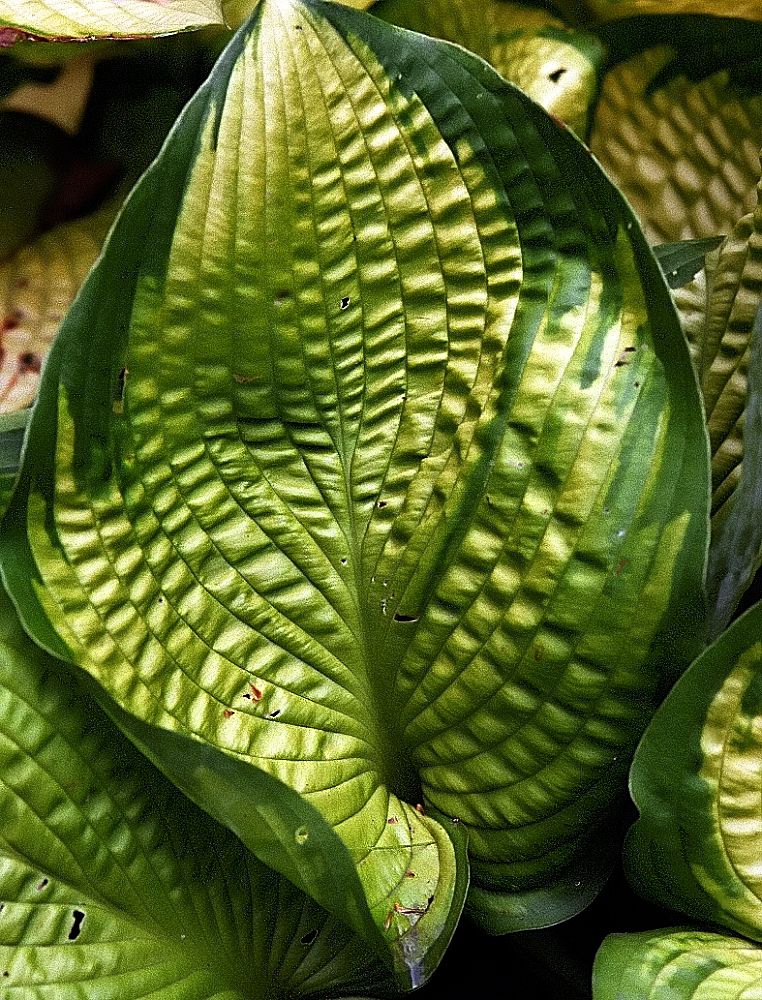 Photograph of Hosta 'Spring Grove'