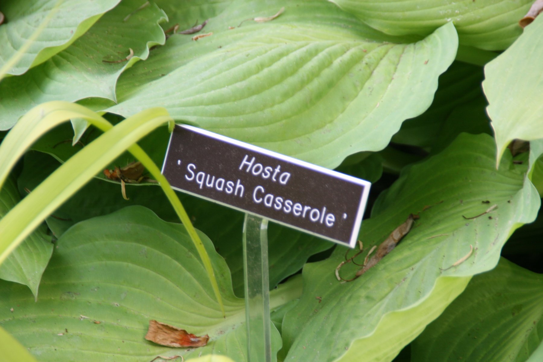 Photograph of Hosta 'Squash Casserole'