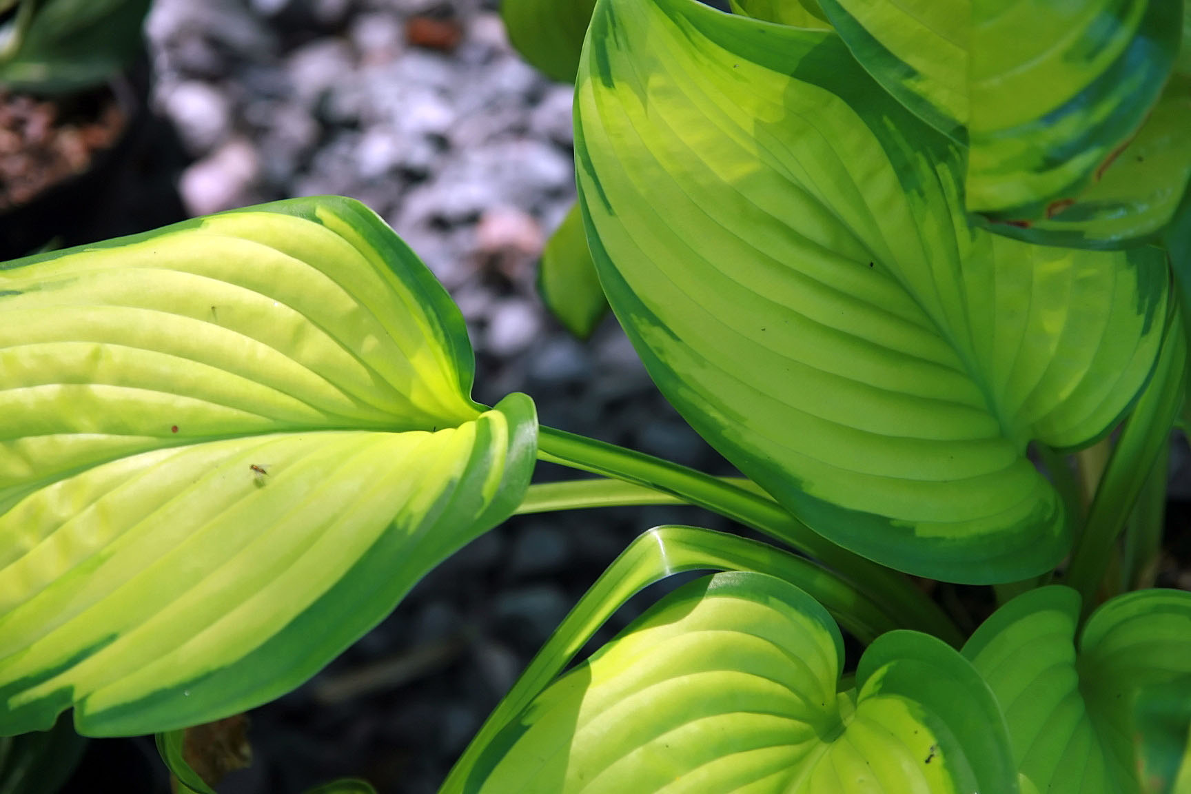 Photograph of Hosta 'Stained Glass'