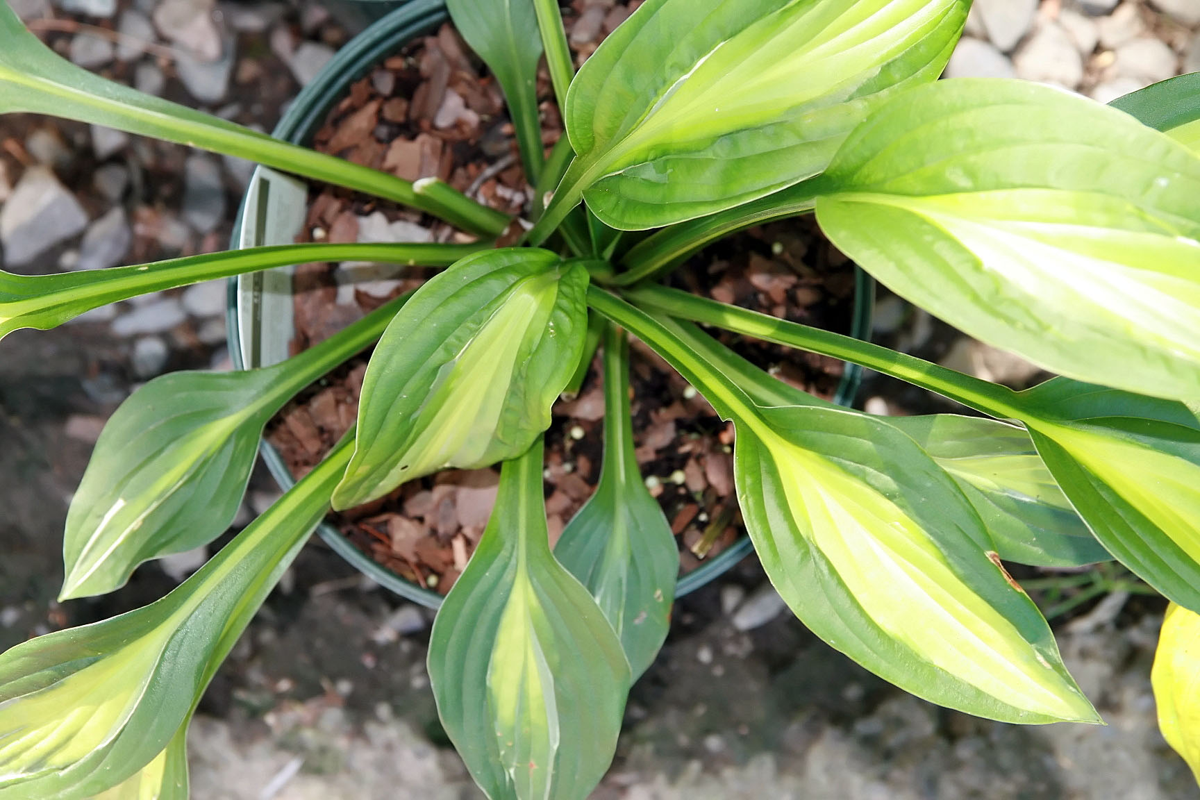 Photograph of Hosta 'Striptease'