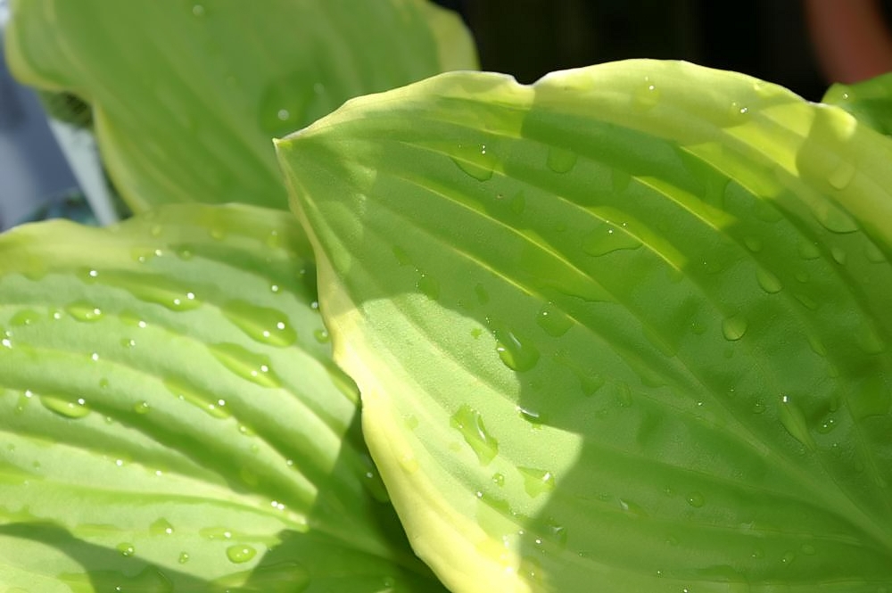 Photograph of Hosta 'Sugar and Cream'