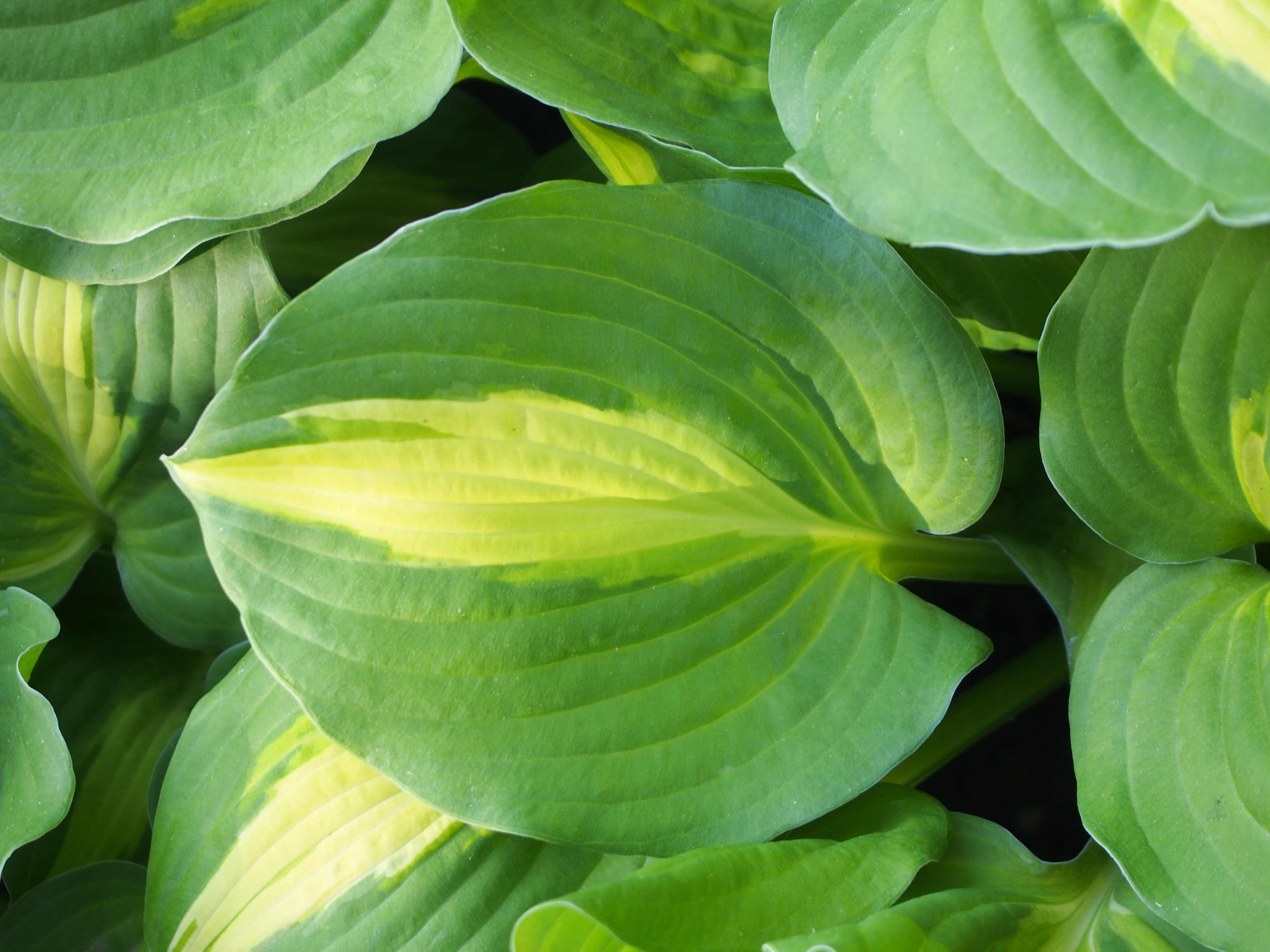Photograph of Hosta 'Summer Music'