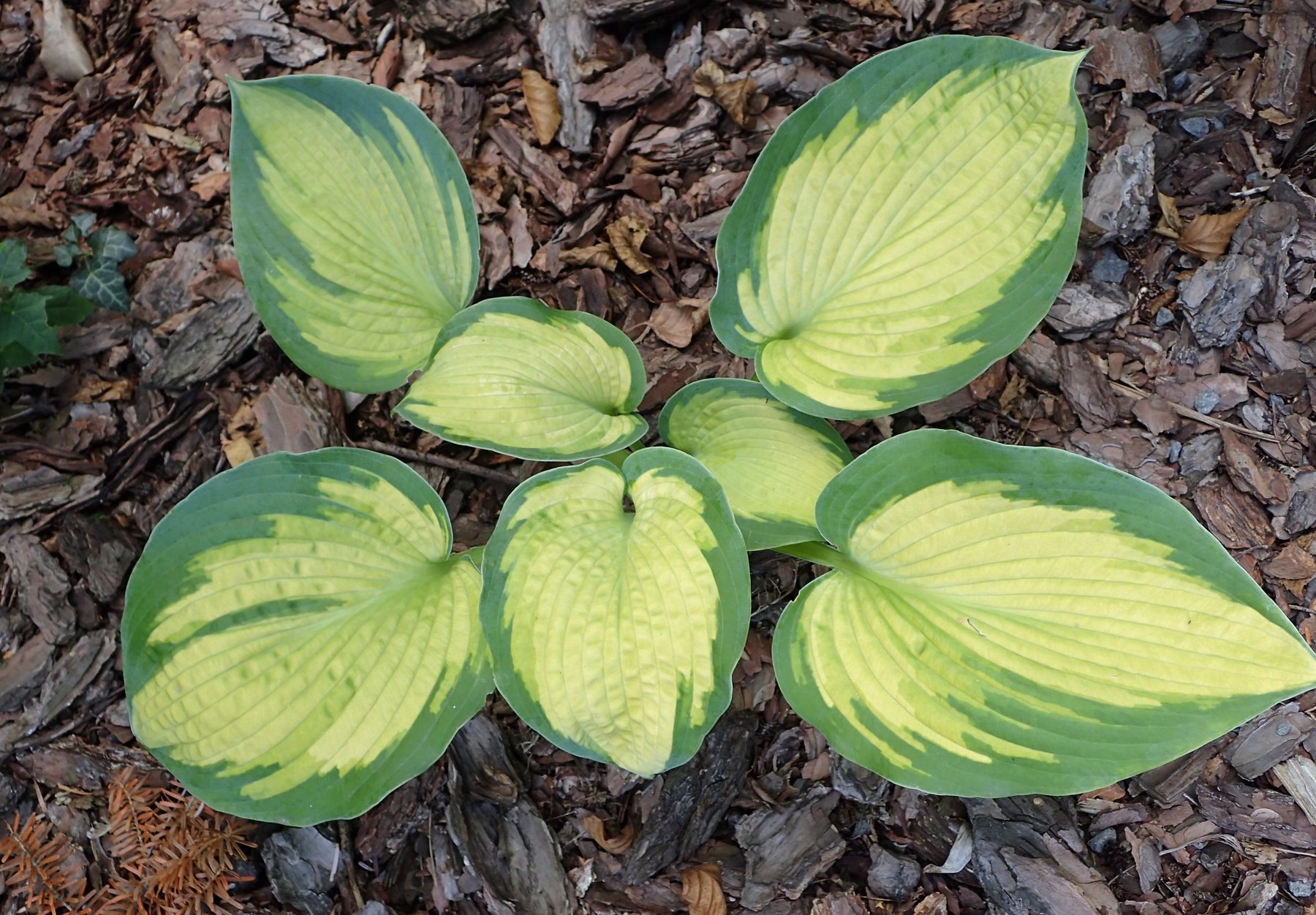 Photograph of Hosta 'Super Nova'