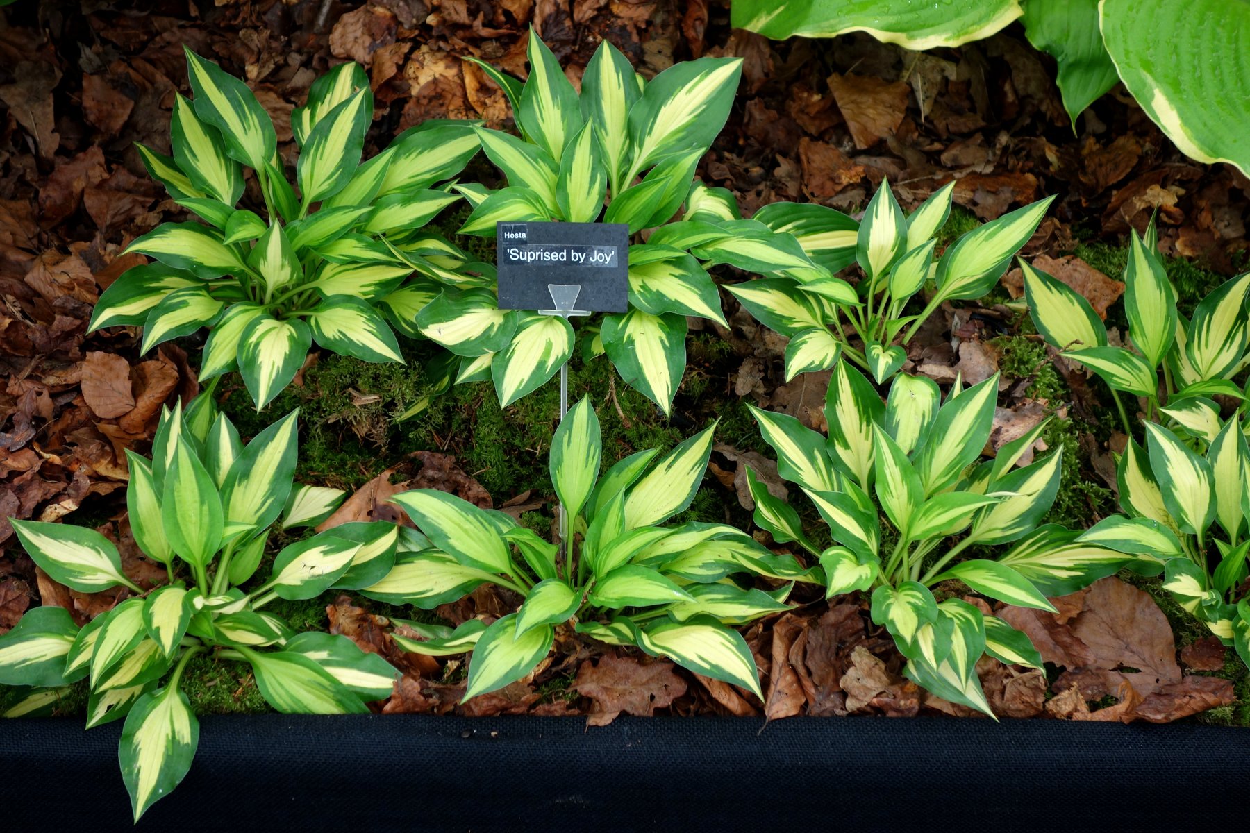 Photograph of Hosta 'Surprise'