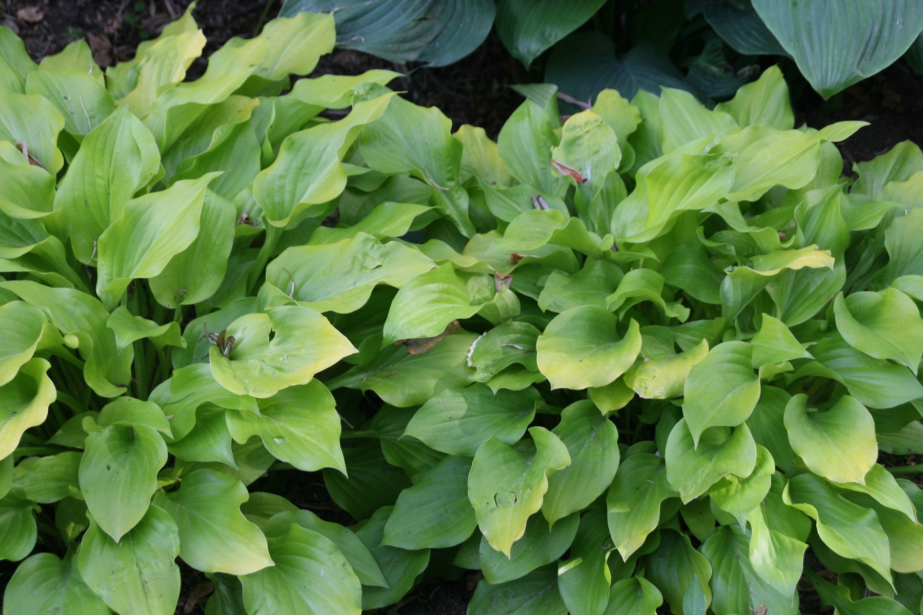 Photograph of Hosta 'Sweet Tater Pie'