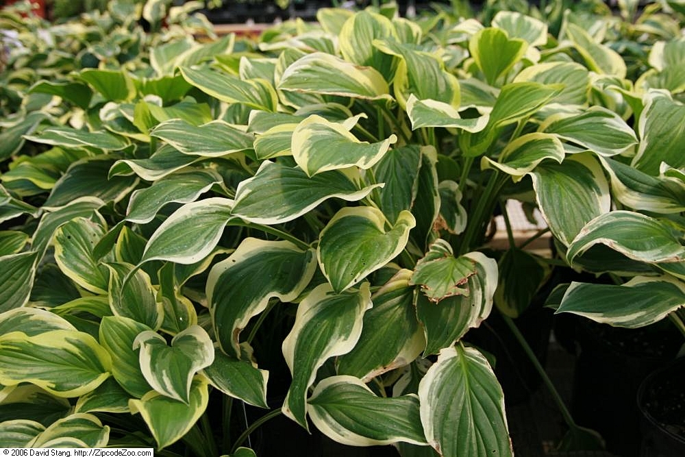 Photograph of Hosta 'Sweetness'