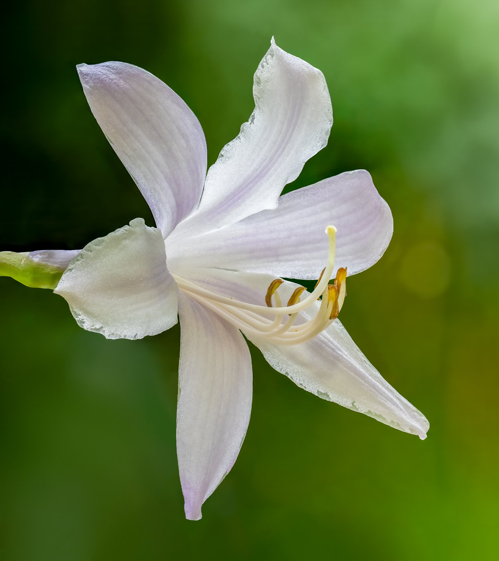Hosta 'Athena'