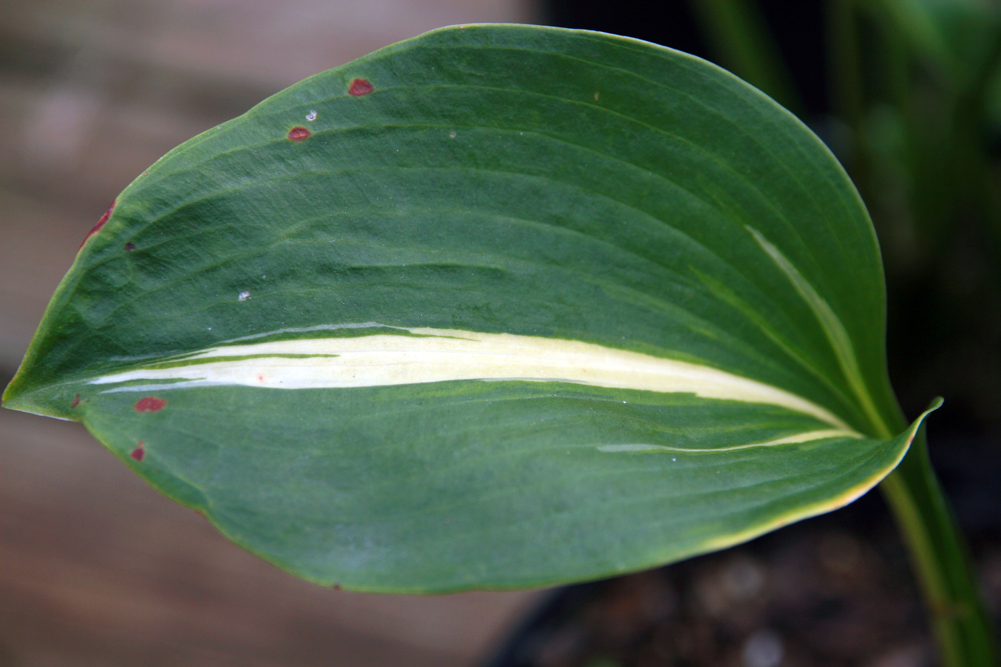 Photograph of Hosta 'Thunderbolt'