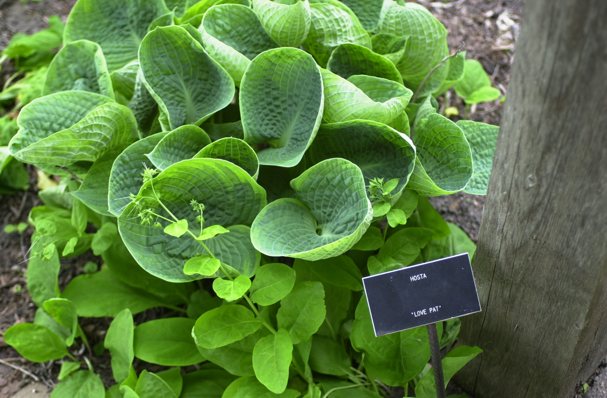 Photograph of Hosta 'Valley's Love Cats'