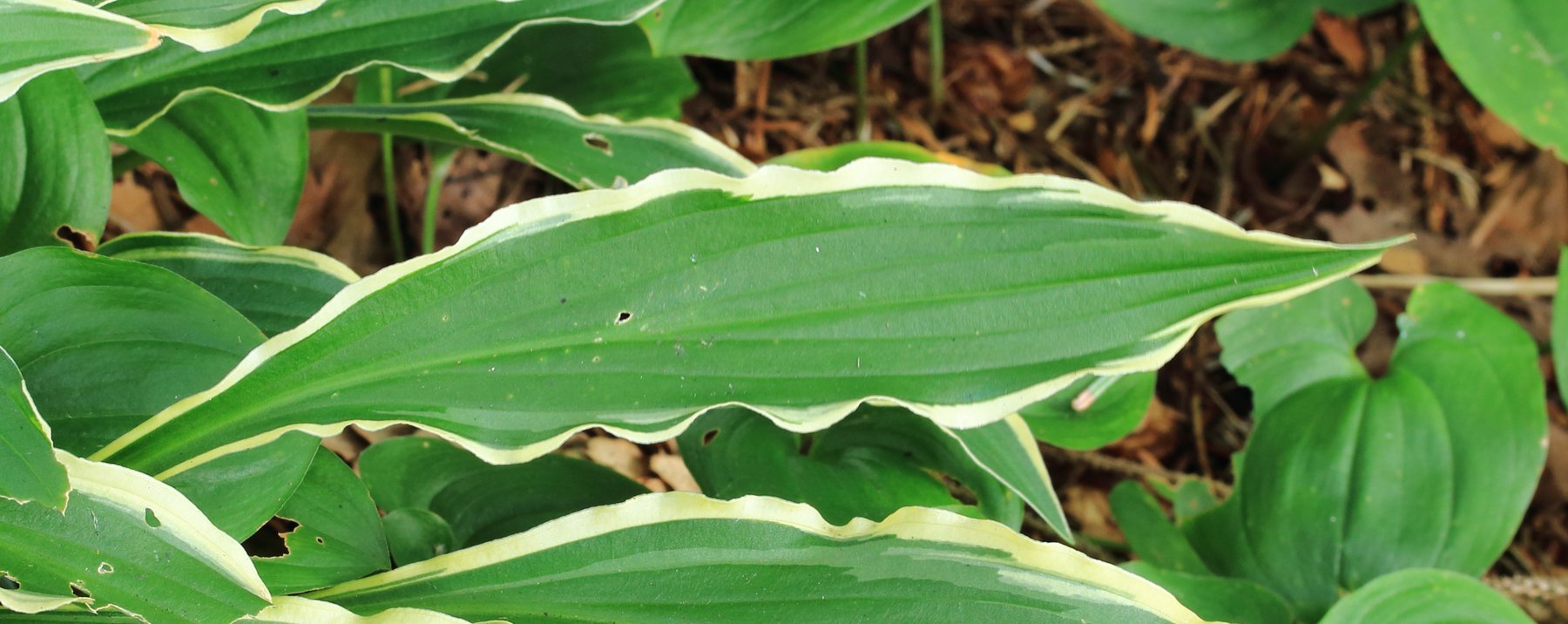 Photograph of Hosta 'Valley's Small Change'