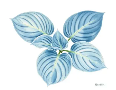 AI-generated watercolor illustration of Hosta 'Academy Dark Space' (not a photograph)