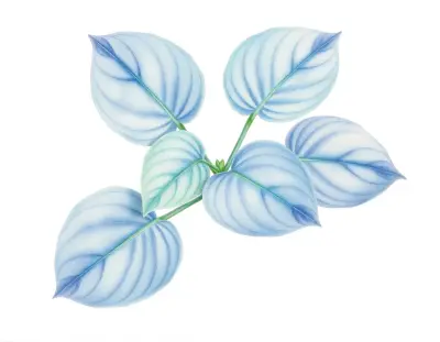 AI-generated watercolor illustration of Hosta 'Alexizz Madison' (not a photograph)