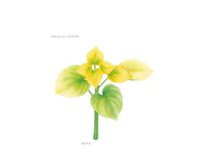 AI-generated watercolor illustration of Hosta 'Aomori Gold Star' (not a photograph)