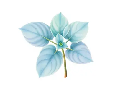AI-generated watercolor illustration of Hosta 'Aracus' (not a photograph)
