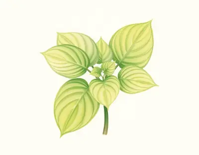AI-generated watercolor illustration of Hosta 'Chocolate Mint' (not a photograph)