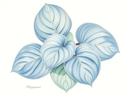 AI-generated watercolor illustration of Hosta 'Christmas Charm' (not a photograph)