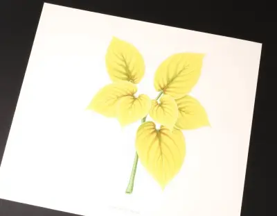 AI-generated watercolor illustration of Hosta 'Cup of Joy' (not a photograph)