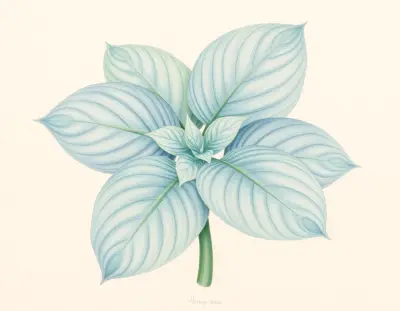 AI-generated watercolor illustration of Hosta 'Curtain Call' (not a photograph)