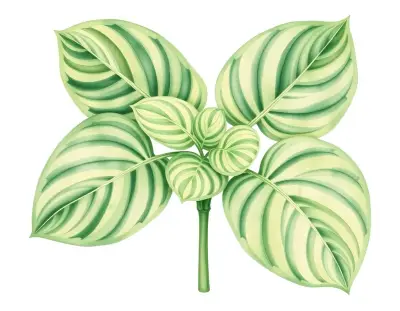 AI-generated watercolor illustration of Hosta 'Distinction' (not a photograph)
