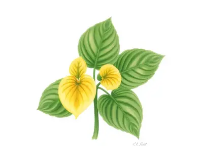 AI-generated watercolor illustration of Hosta 'Early to Rise' (not a photograph)